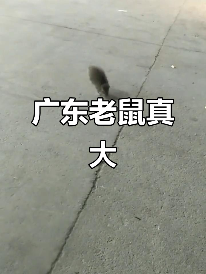 广东老鼠大揭秘,看看有多大!