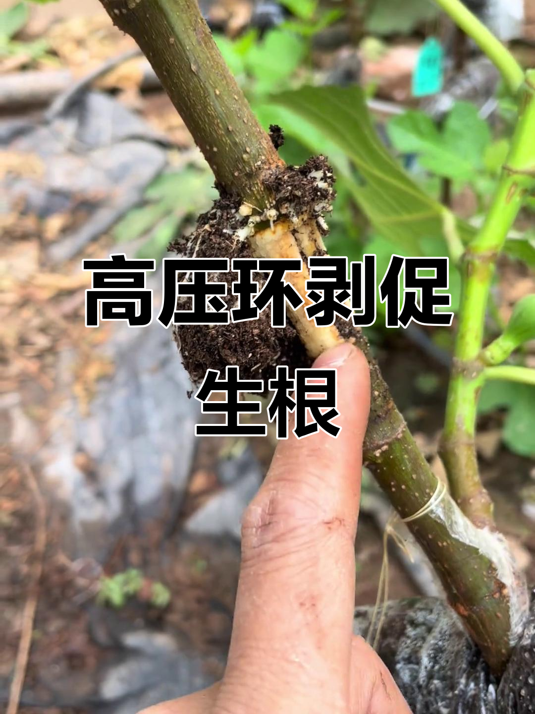 无花果高压环剥技巧,生根更快更整齐