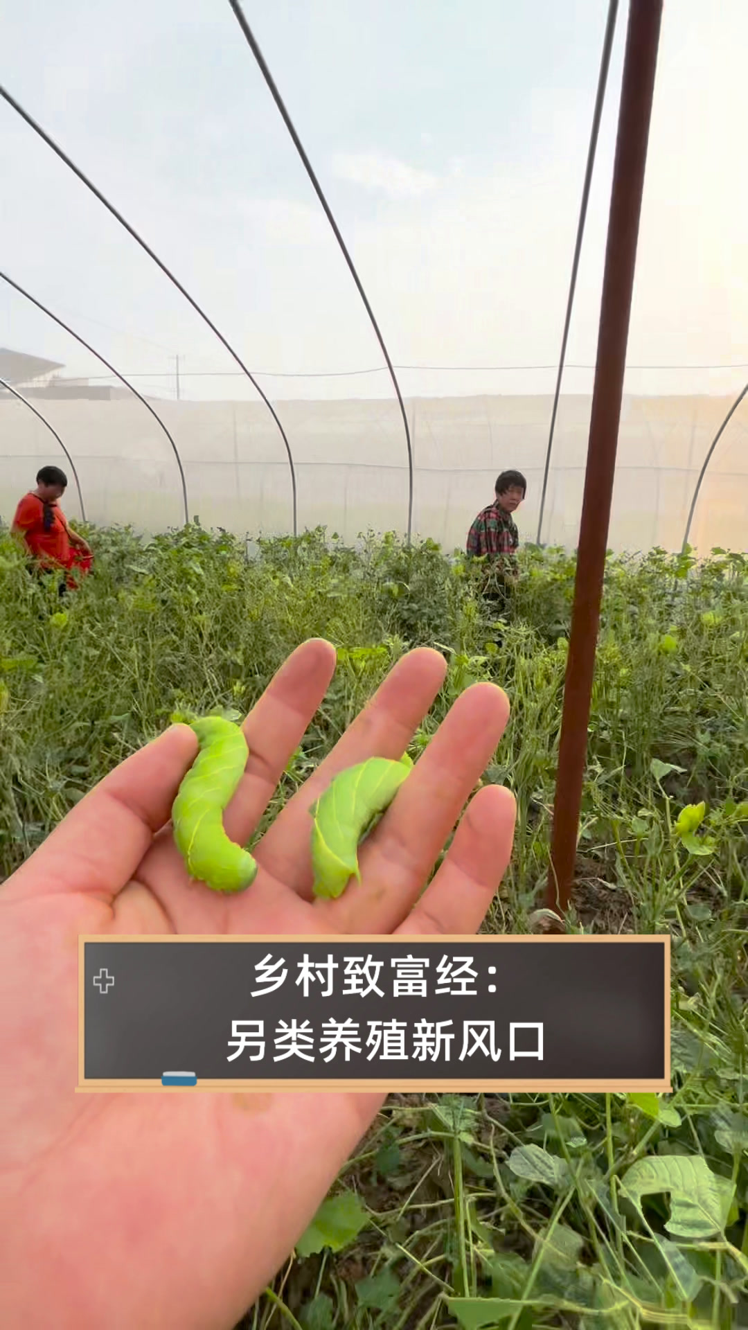 农村致富新项目业什么最赚钱农村(农村致富项目大全,大家的一致选择!)