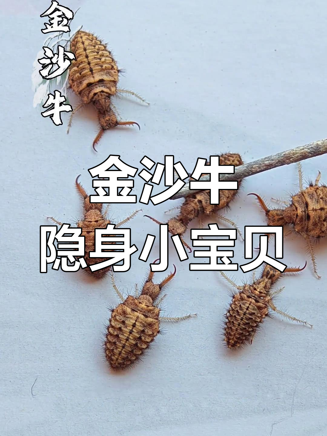 世界上最难捉的牛,金沙牛竟成稀世珍宝