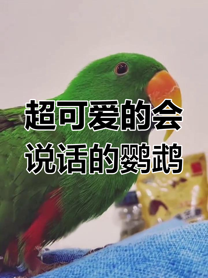 鹦鹉学舌太可爱,萌宠日常大赏