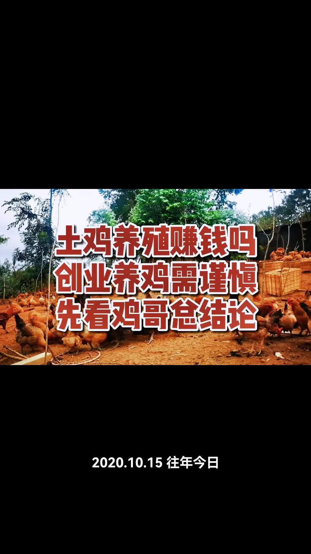 农村创业养鸡致富人心得体会(农村创业养鸡致富人心得体会怎么写)