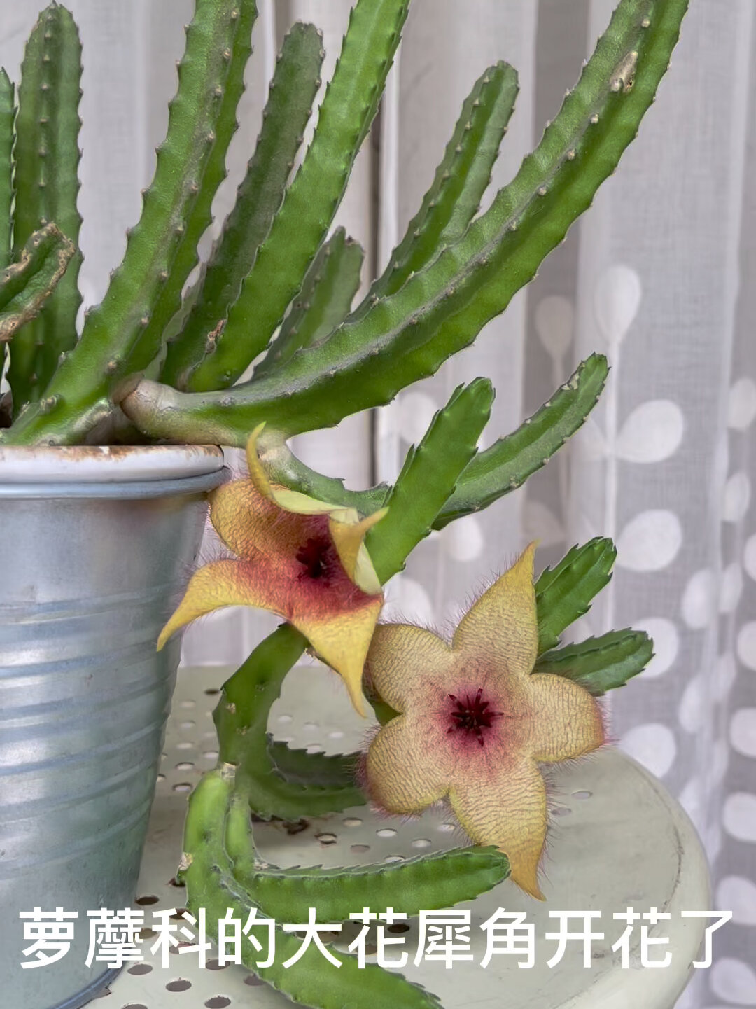 绿植分享79|大花犀角开花记录-度小视