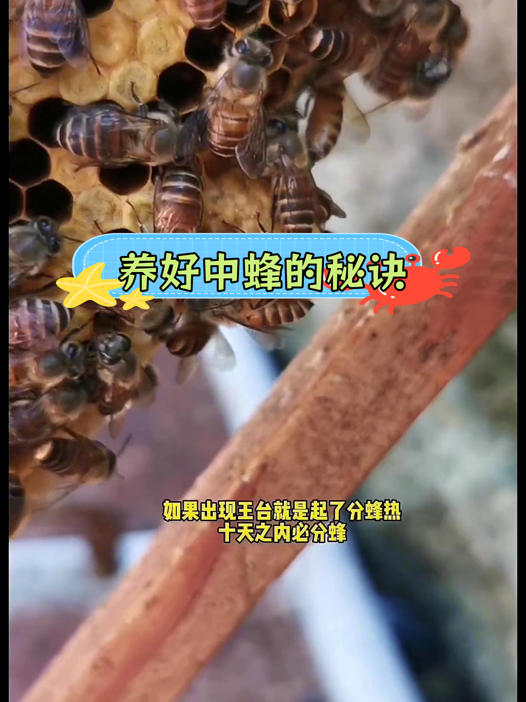 致富经胡蜂养殖技术(致富经cctv7视频全集养胡蜂) 致富经胡蜂养殖技术(致富经cctv7视频全集养胡蜂)