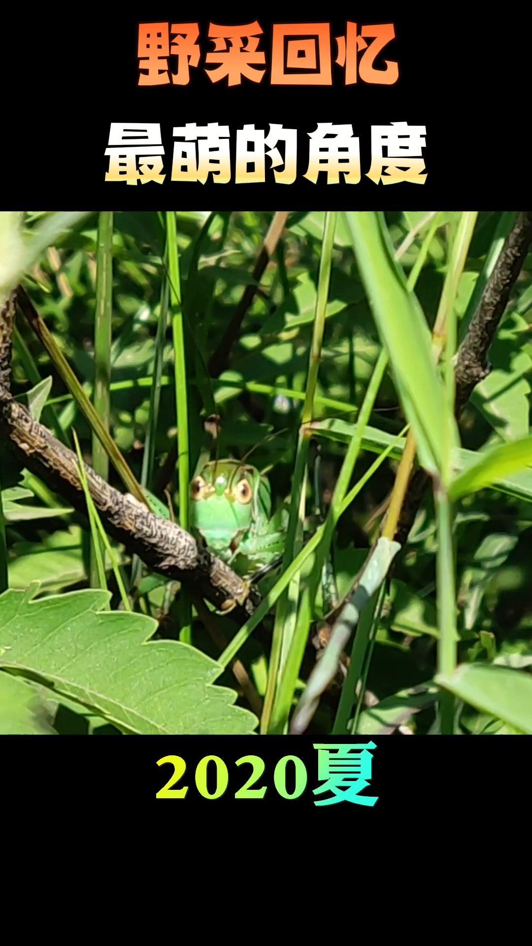 实拍野生蝈蝈,这应该是最萌的角度了吧 蝈蝈 昆虫 野采-度小视