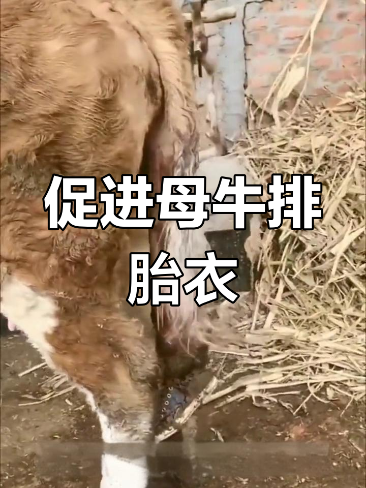 母牛胎衣图片大全图片