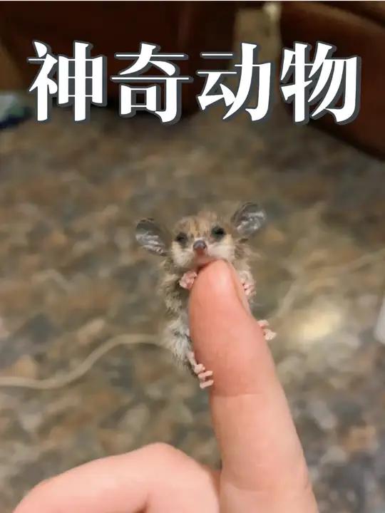 拇指鼠宝～其实是侏儒负鼠～仅重6克～呆萌呆萌 萌萌的小动物