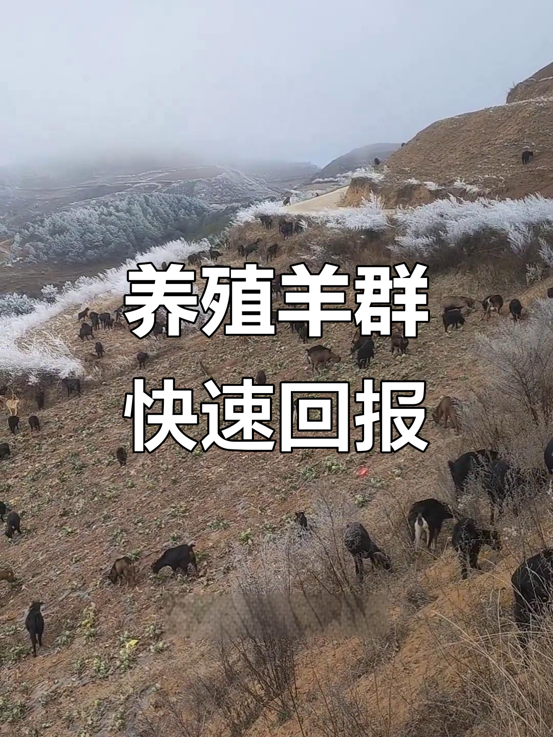 回本最快的养殖业山里(山区养殖业什么最赚钱农村)