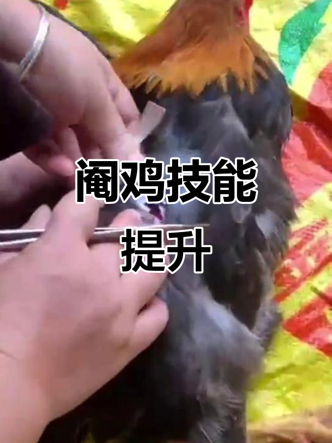 这位女粉丝阉鸡技巧大增,虽不完美却展现惊人进步!