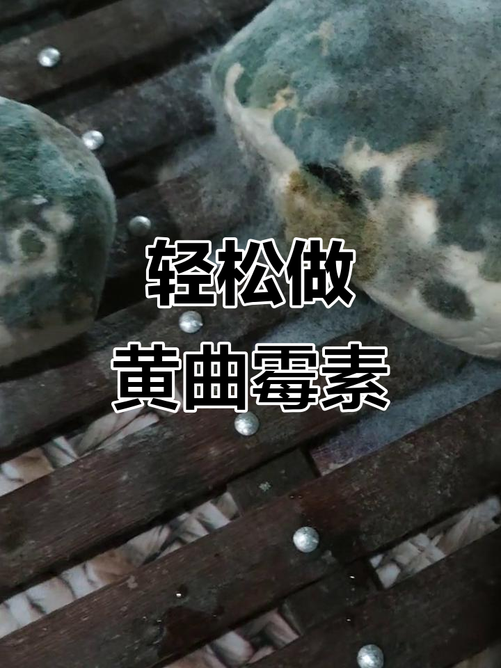 黄曲霉素实验室培育太麻烦?教你简单方法搞定