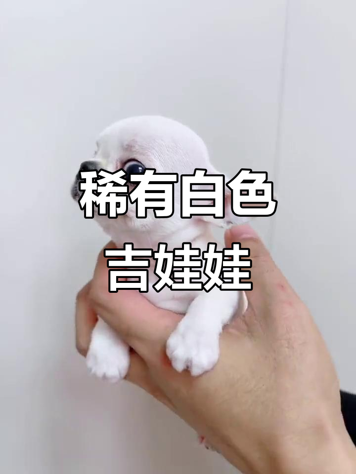 遇见这只纯白吉娃娃,你会觉得幸运吗?