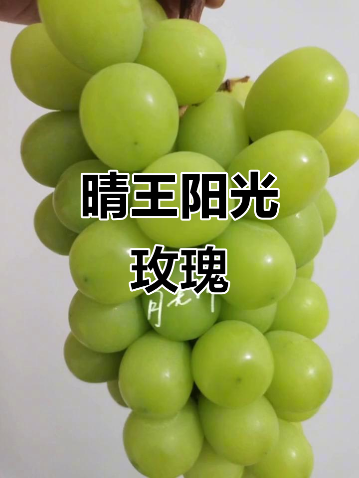 晴王阳光玫瑰葡萄:甜美与香气完美结合