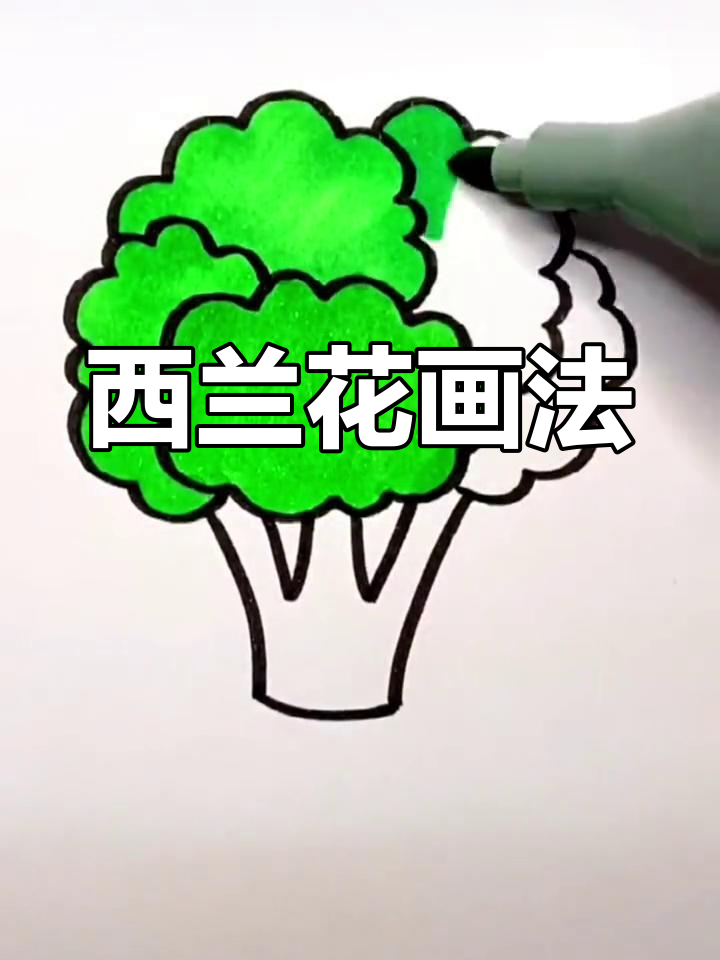 西兰花简易画法图片