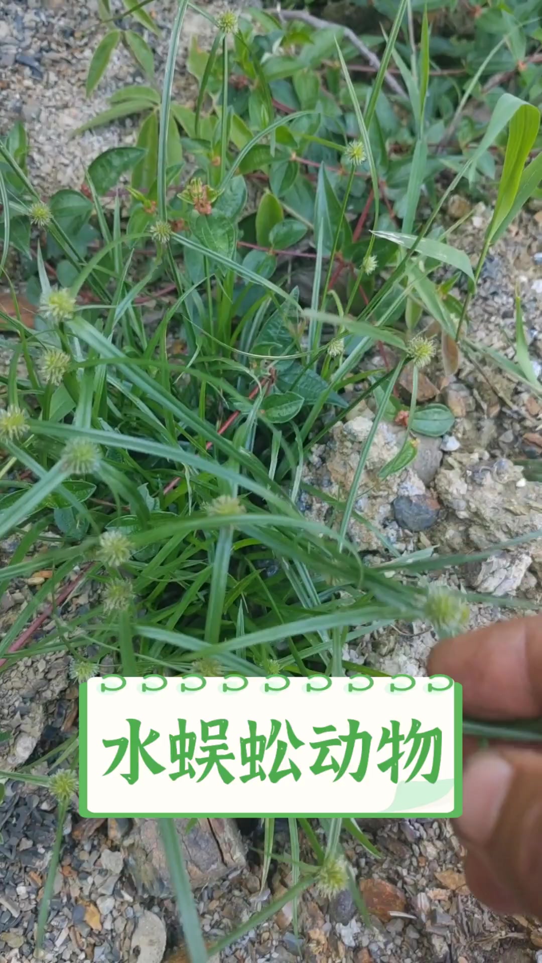 水蜈蚣动物