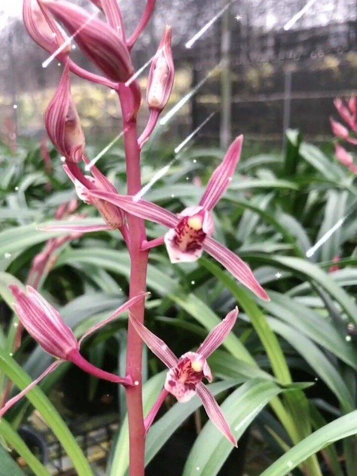 墨兰桃姬,非常好养的品种开粉色的花浓香