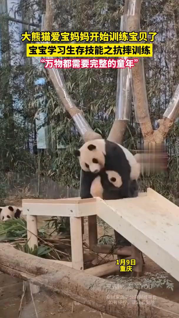 大熊猫爱宝妈妈开始训练宝贝了,学习生存技能之抗摔训练