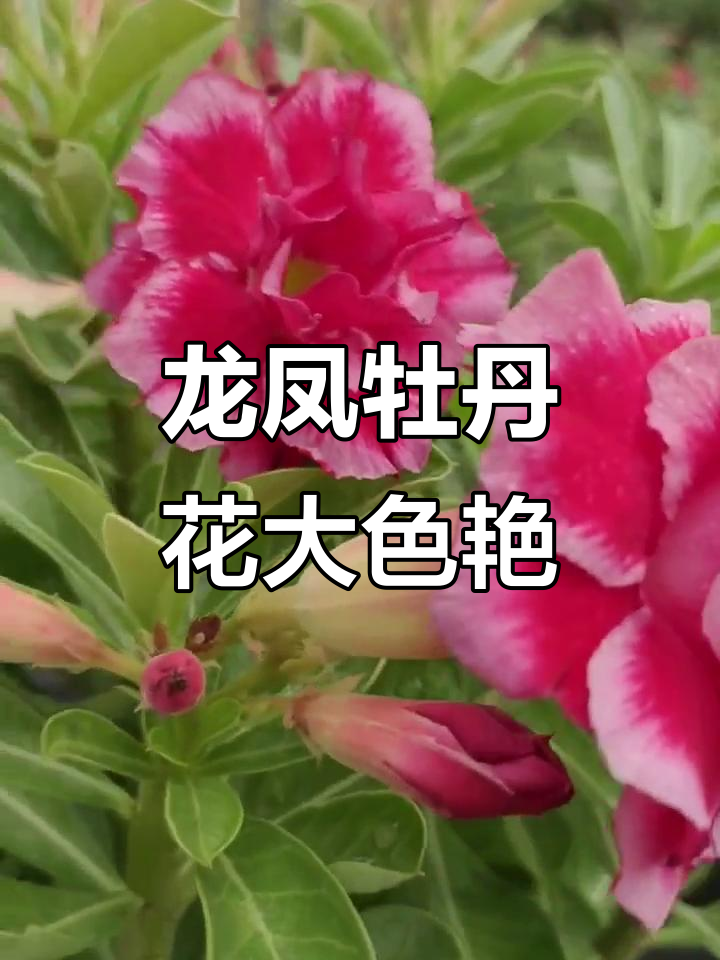 沙漠玫瑰中的龙凤牡丹,花朵硕大艳丽,气质非凡