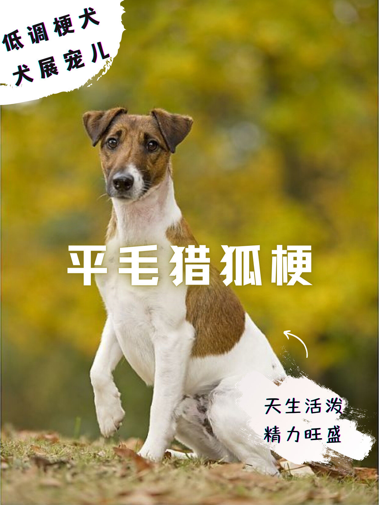 梗犬种类大全图片名称图片