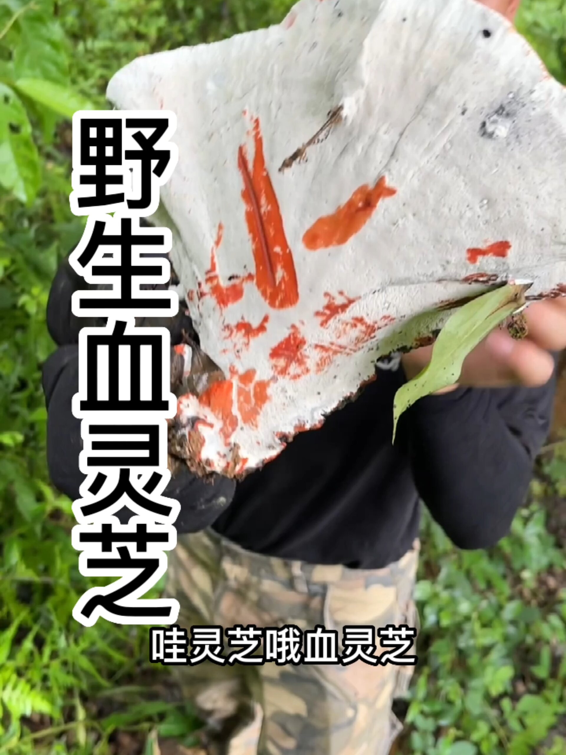 野山的血灵芝你们见过吗?