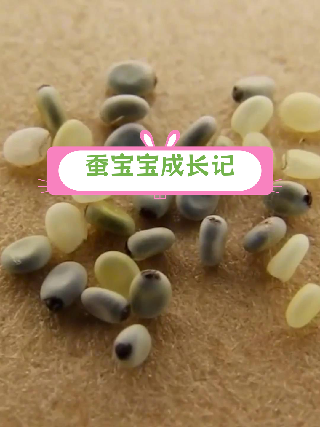 蚕卵孵化全过程揭秘