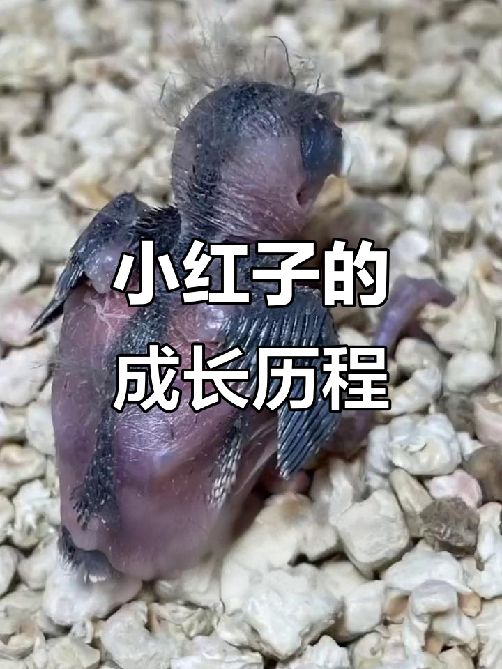 小红子从雏鸟到成年的成长之路,压口音频全程记录