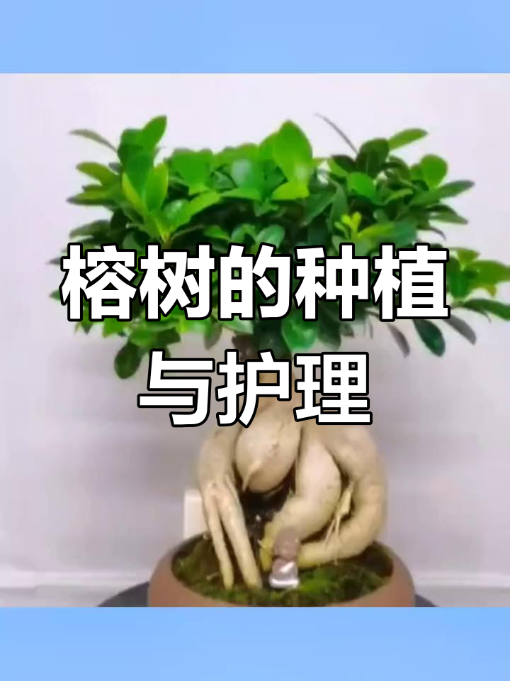 榕树盆景的制作方法图片