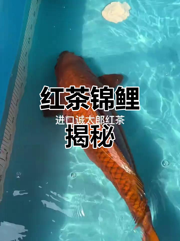 锦鲤与红茶的奇妙碰撞,探索茶鲤的魅力