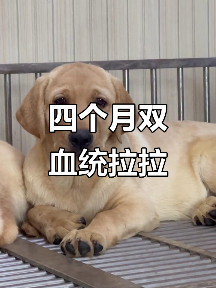 纯种拉布拉多幼犬,四个月的帅气小男孩