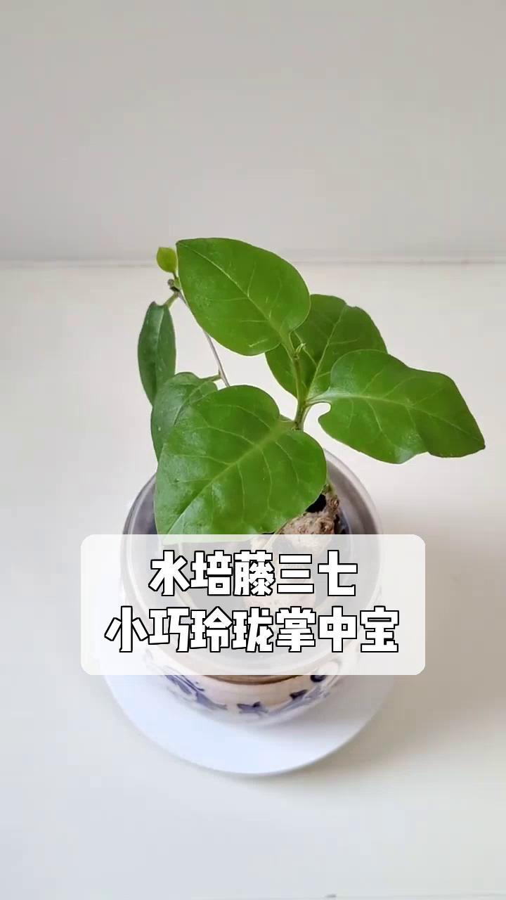 藤三七盆栽造型图片