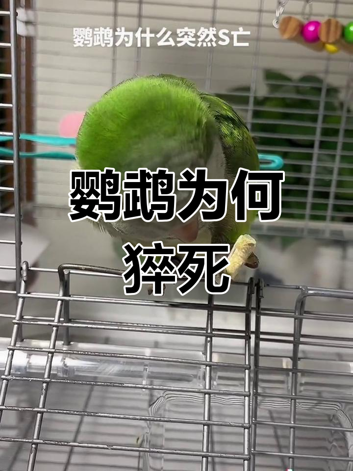 鹦鹉突然死亡原因大揭秘:驱虫是关键