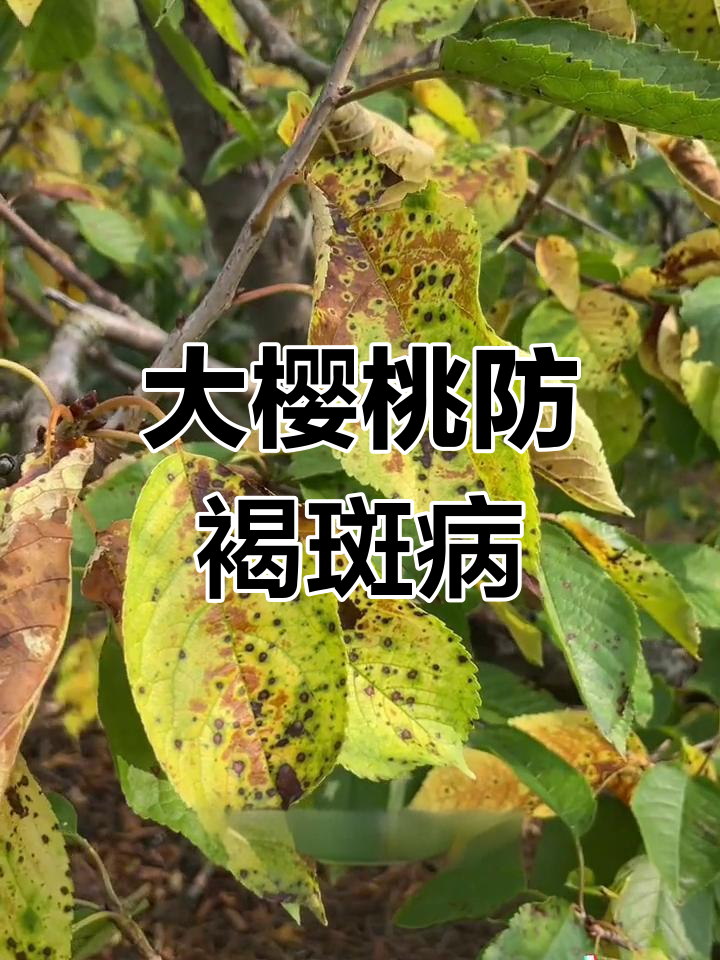 大樱桃褐斑病防治技巧,提前预防效果更佳