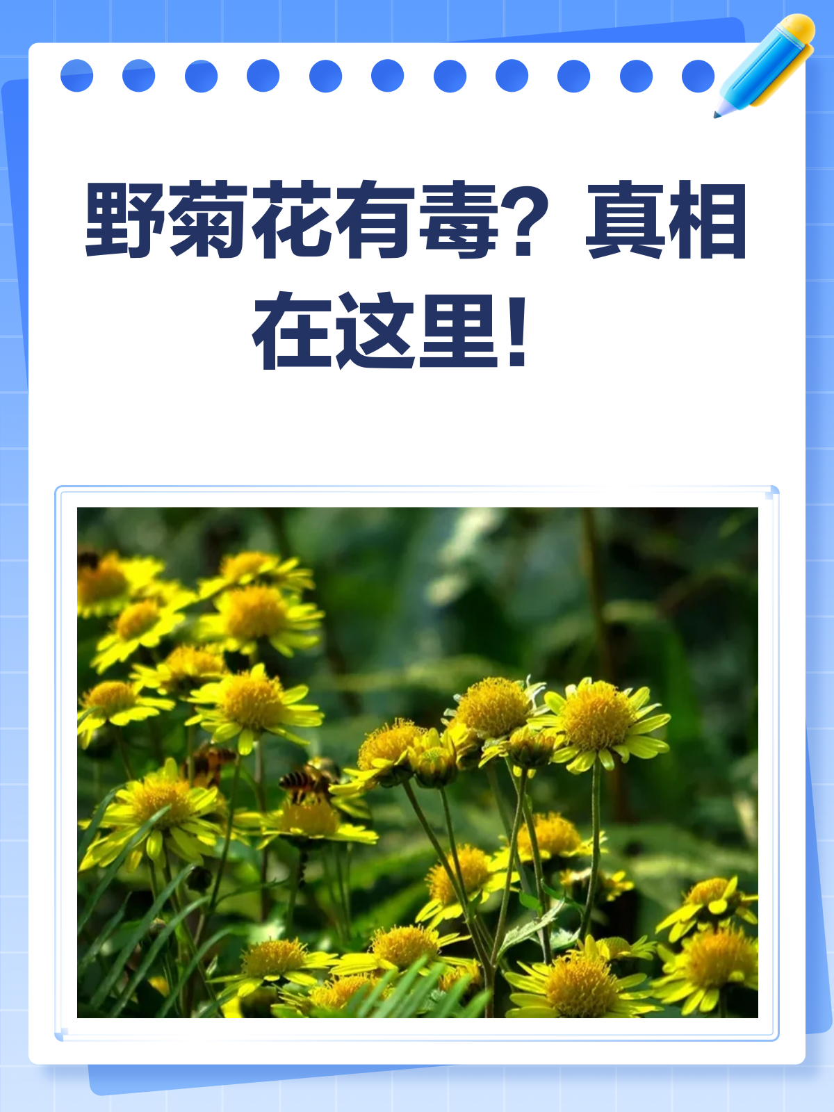 野菊花有毒?真相原来是这样!