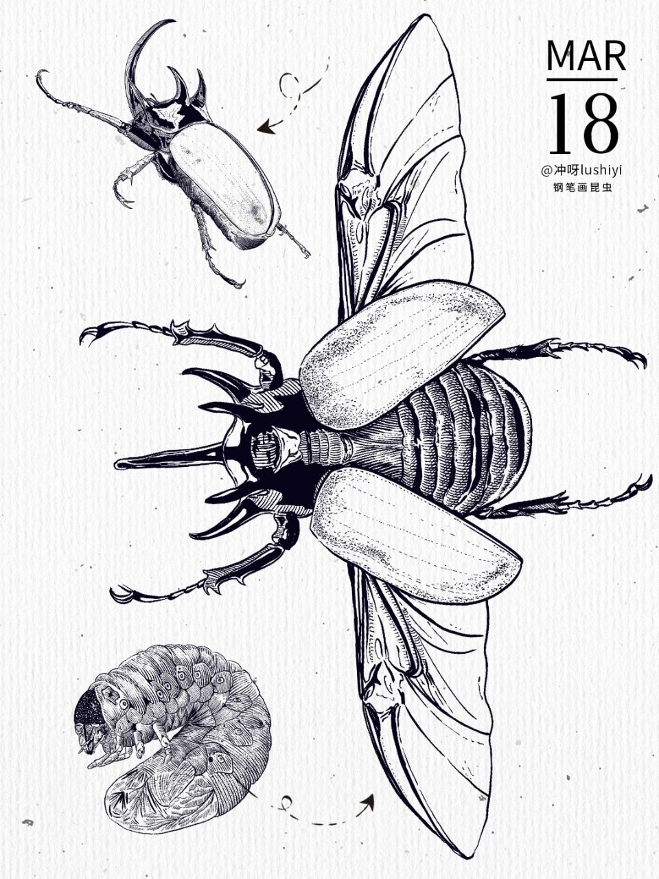 钢笔画热带昆虫甲虫独角仙犀金龟手绘
