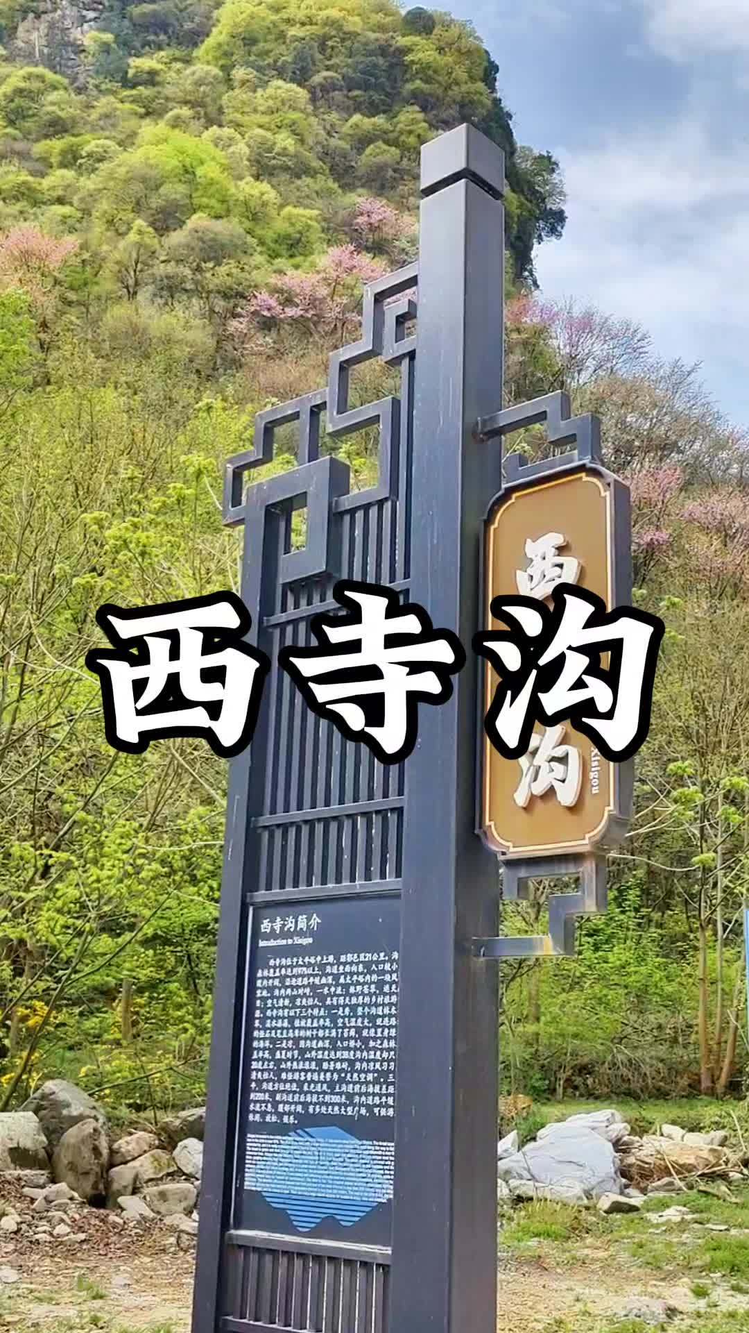 西安赏花路线 太平峪 西寺沟紫荆花