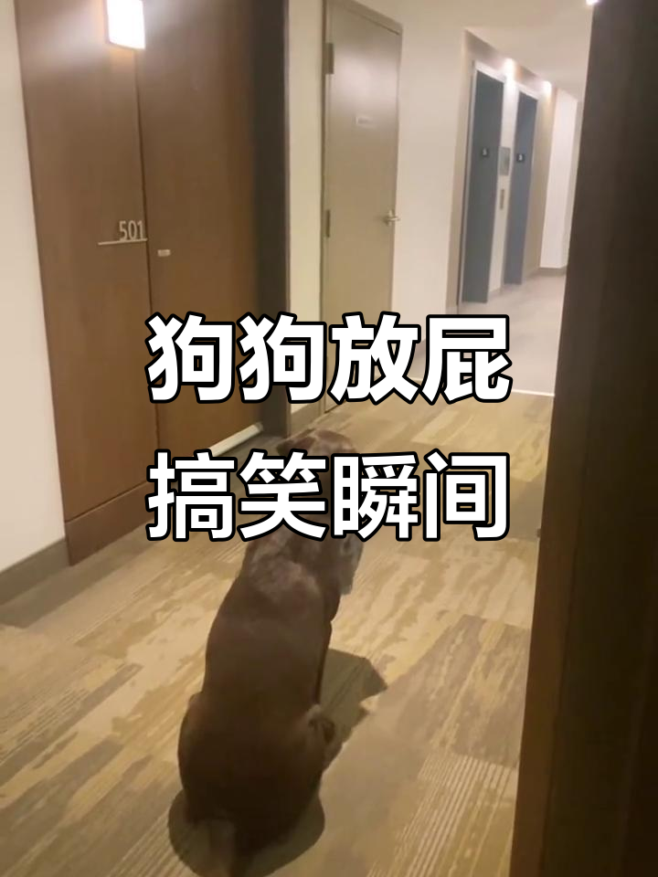 狗放了个大屁,第三秒笑出声
