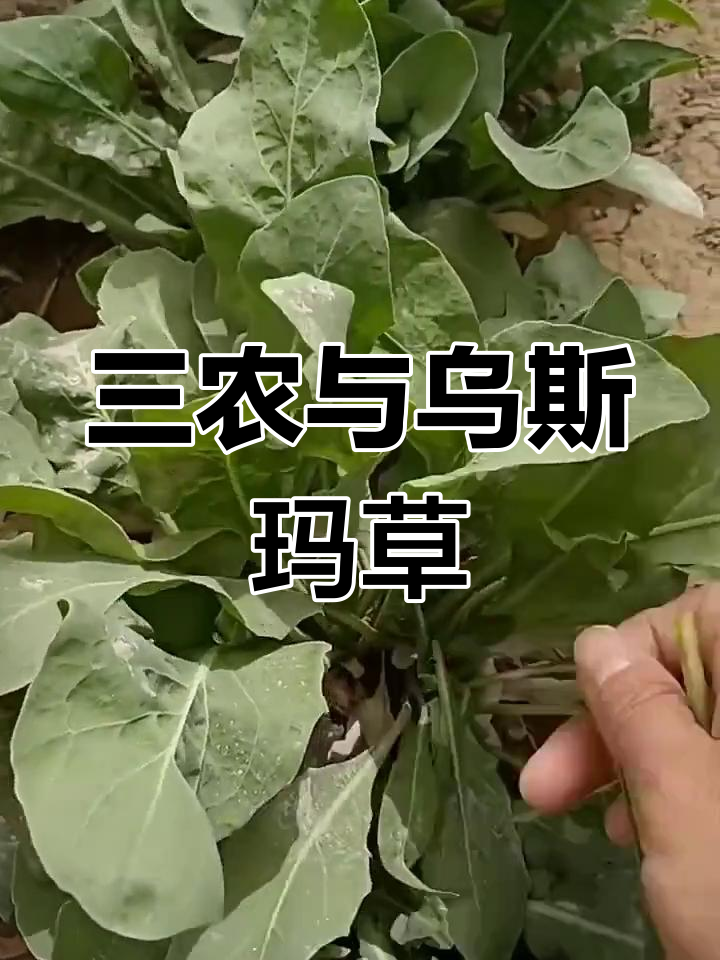 乌斯玛草生长环境图片