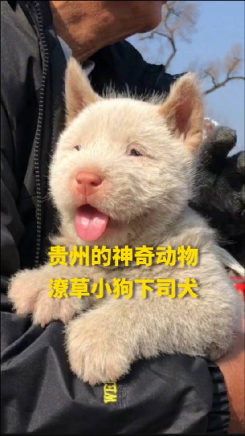 贵州村ba总决赛上惊现"神秘大奖"——贵州下司犬幼崽