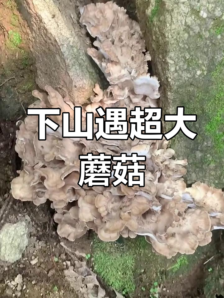 栗树蘑大丰收,下山惊喜连连!