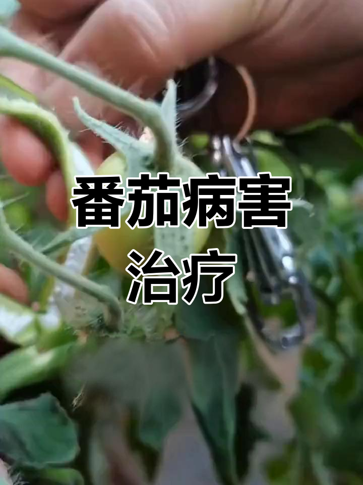 番茄青枯病 防治图片