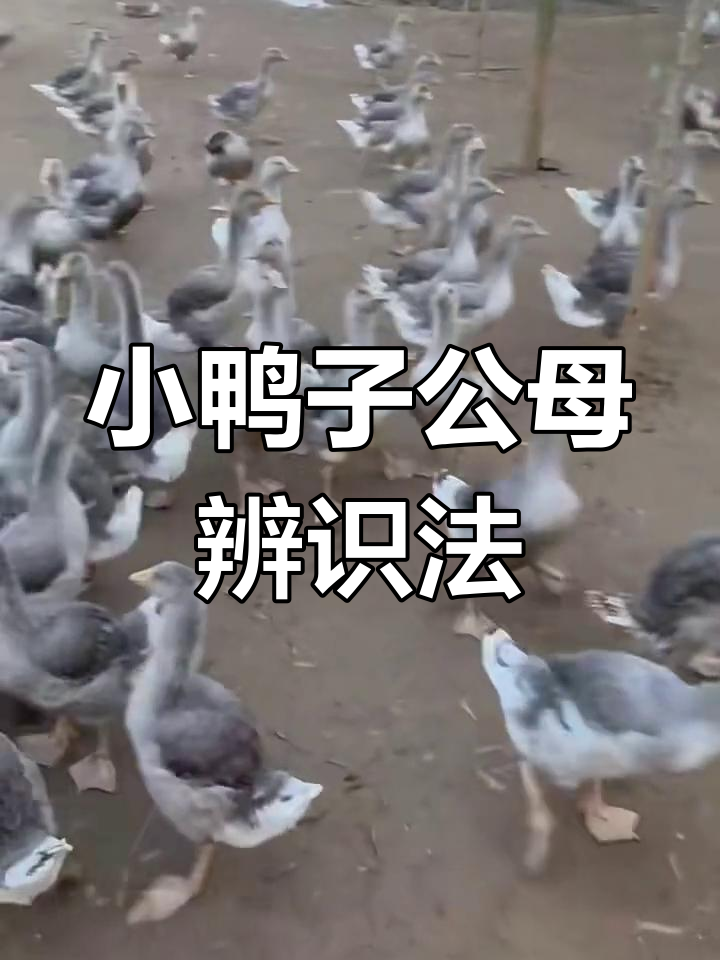 如何分辨小鸭公母?掌握这些技巧轻松辨别