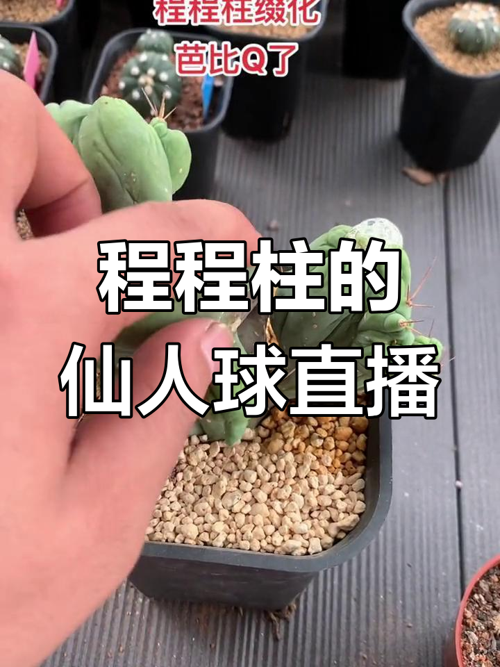 仙人球直播:程程柱带你了解缀化之美