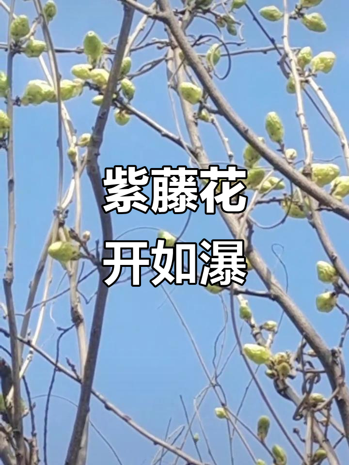 紫藤花苞逐渐长大,未来将成瀑布美景