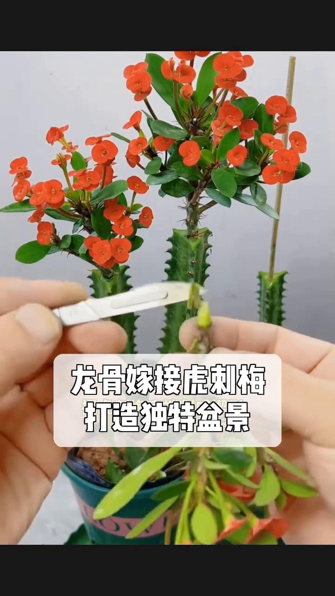 虎刺梅盆景造型图片