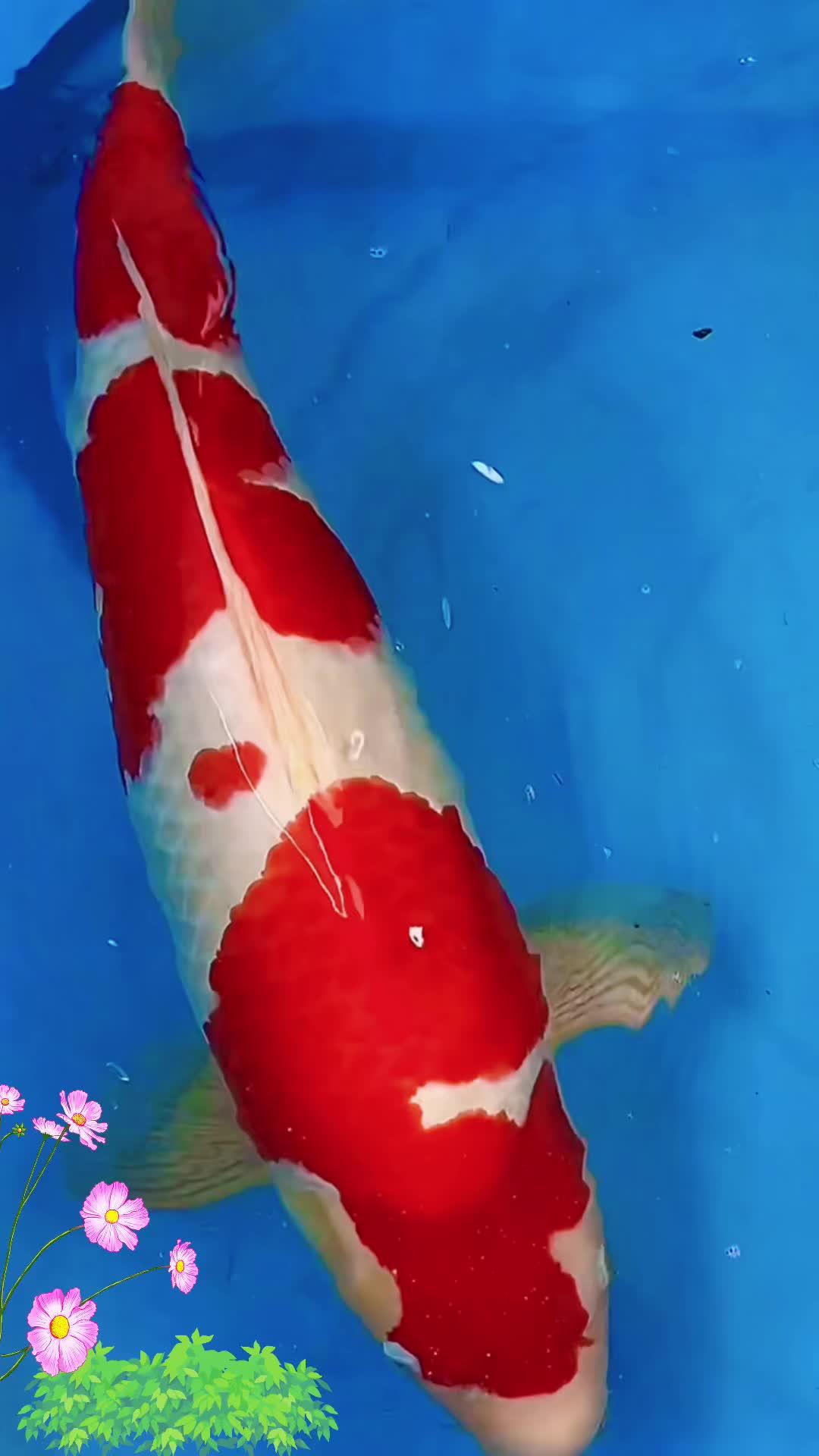 纯血统红白锦鲤 精品锦鲤 观赏鱼直播间 观赏鱼品种大全 风水鱼 好