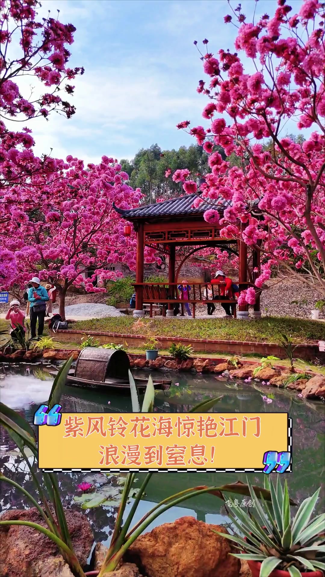 紫风铃花海惊艳江门,浪漫到窒息!