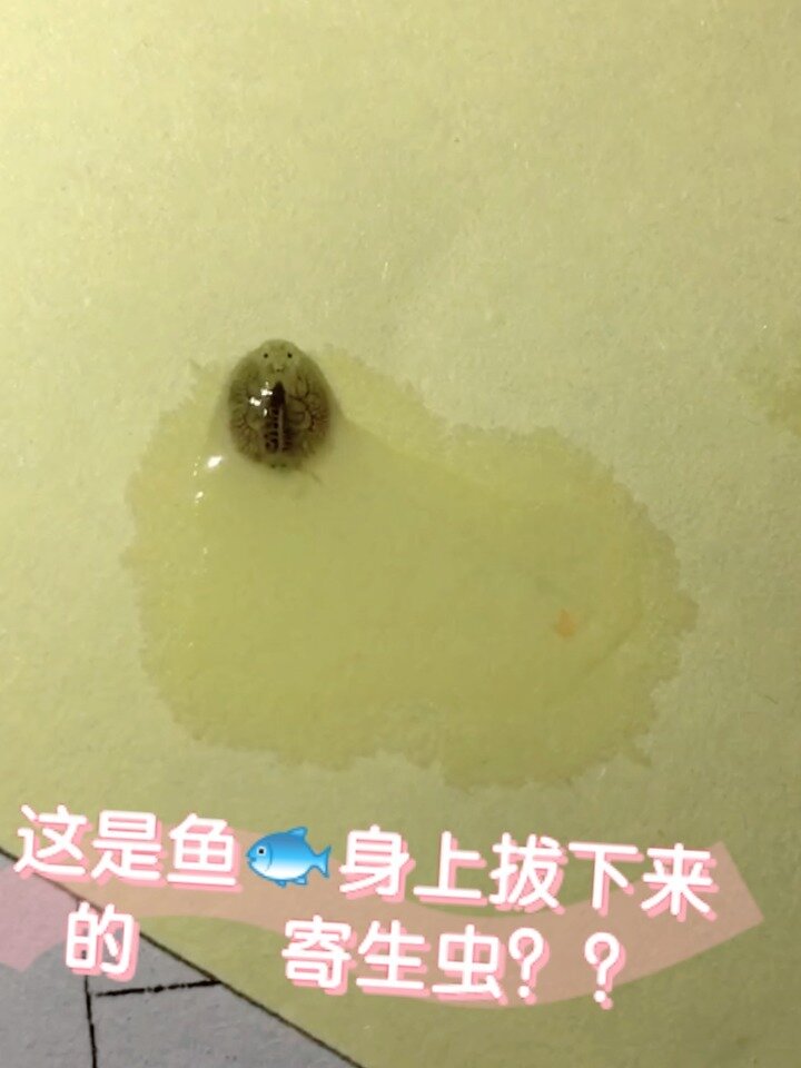 金鱼身上的黑点,没想到是寄生虫