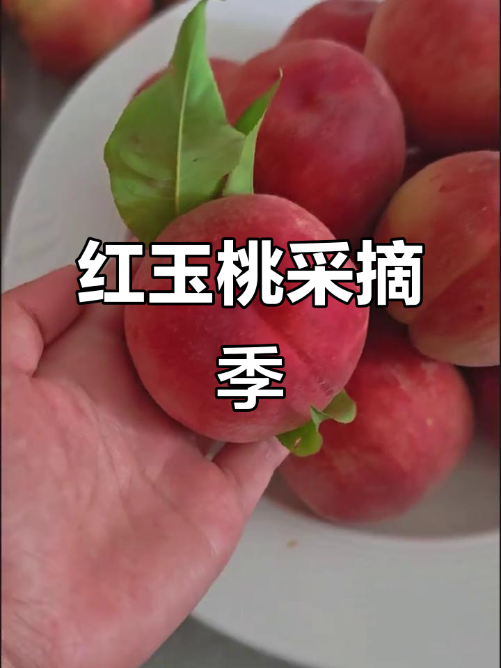 中华红玉桃子熟了,超甜!25号开园等你来摘