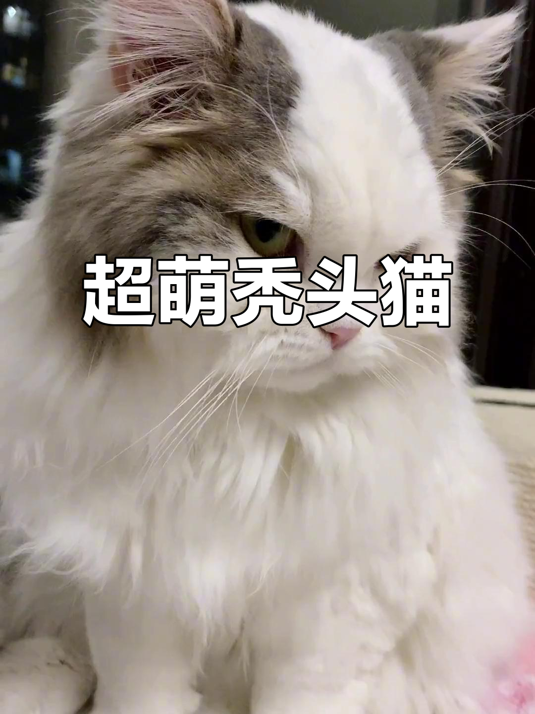 秃头小猫太可爱了,刷到停不下来!