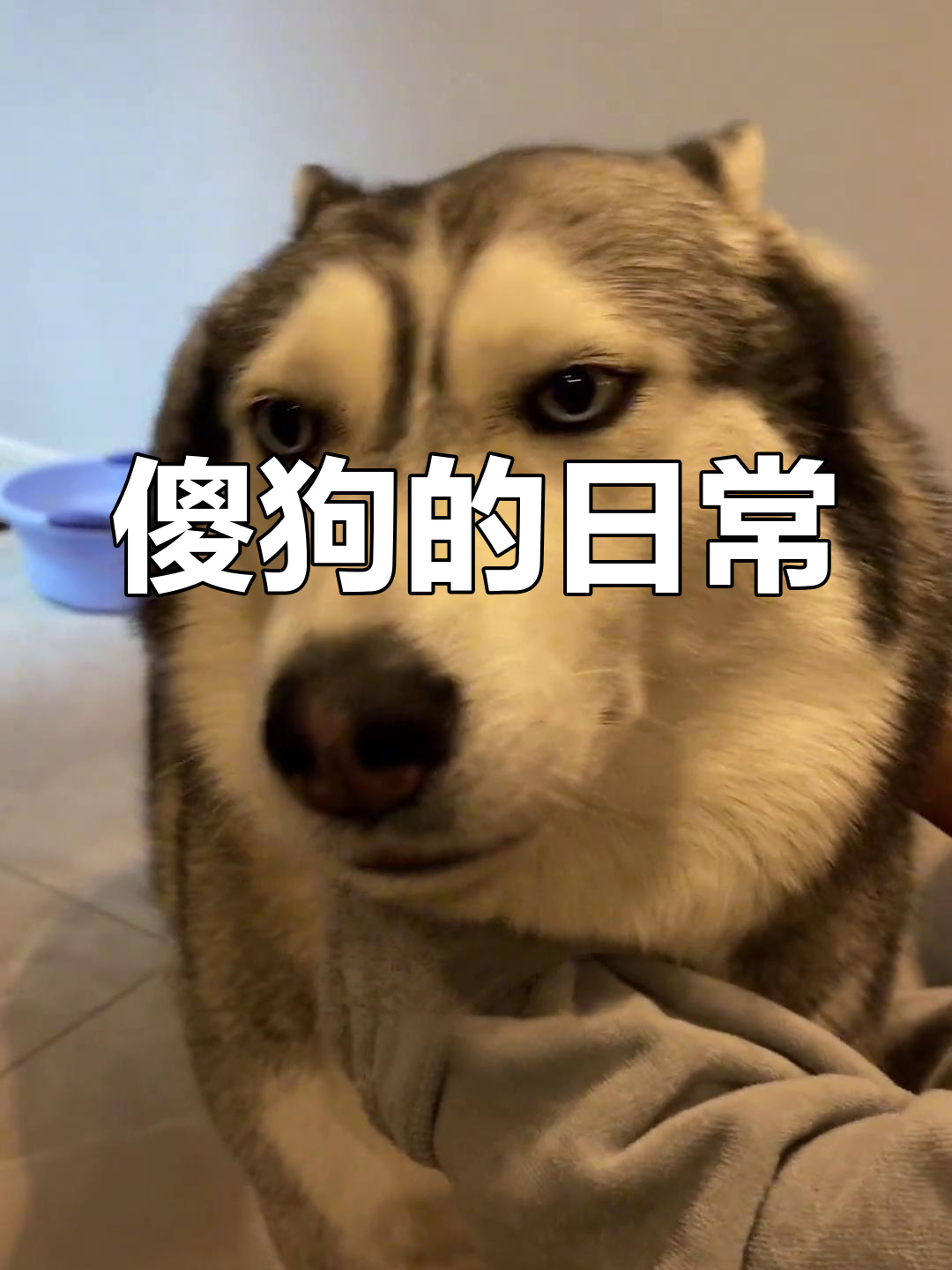 傻狗撒娇求摸,萌态十足