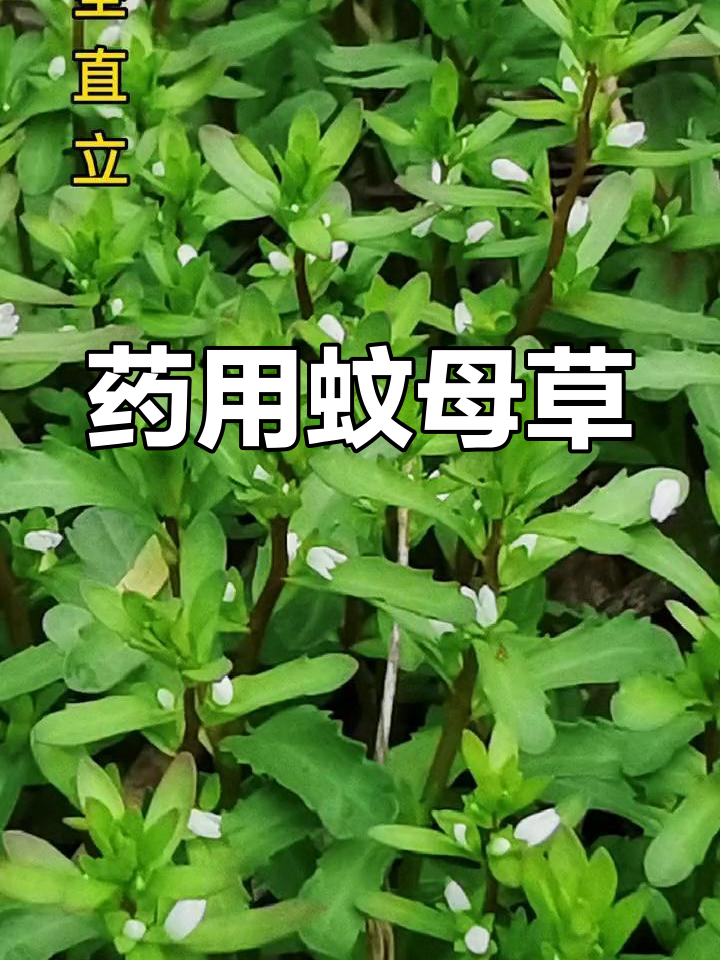 蚊母草全株有药效,一年生草本植物